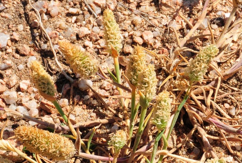 Rostraria litorea / Palo pubescente